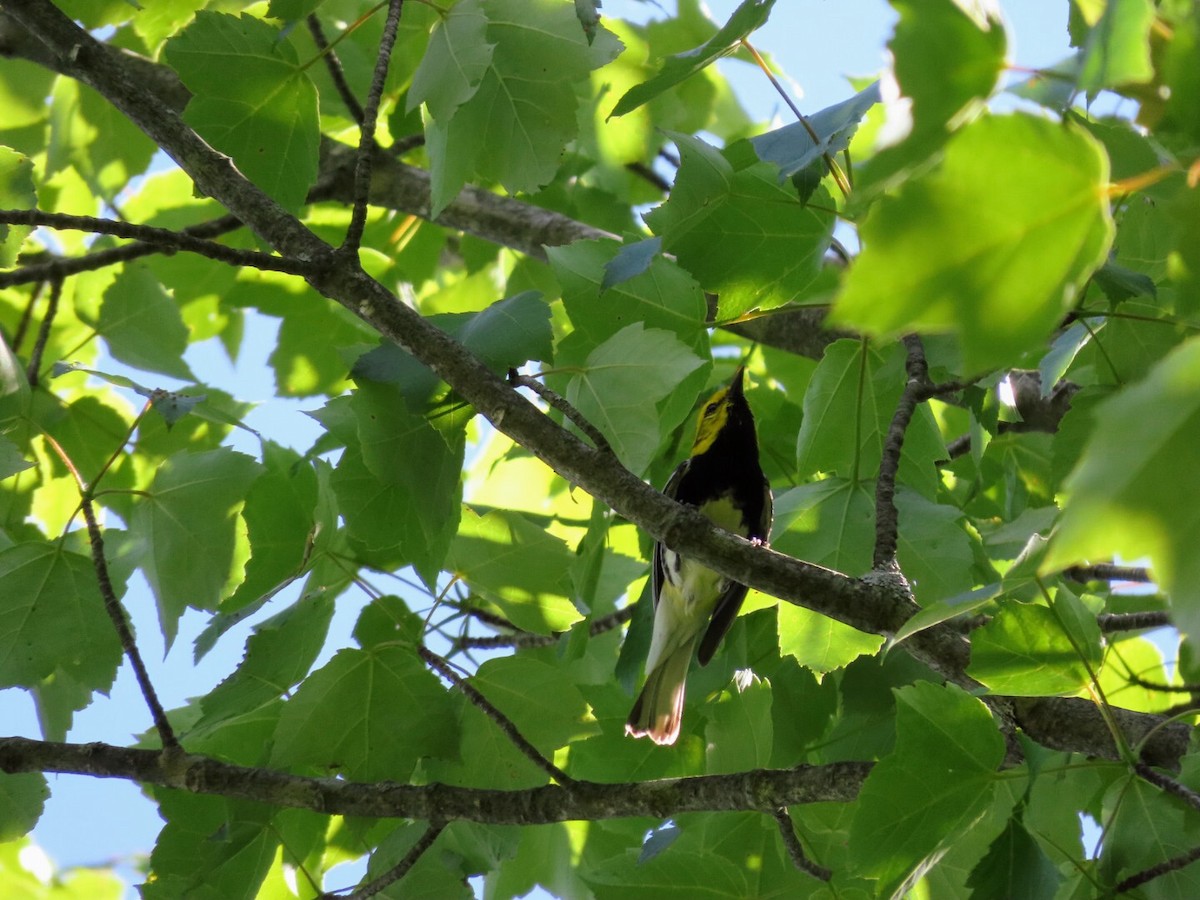 Black-throated Green Warbler - ML619956247