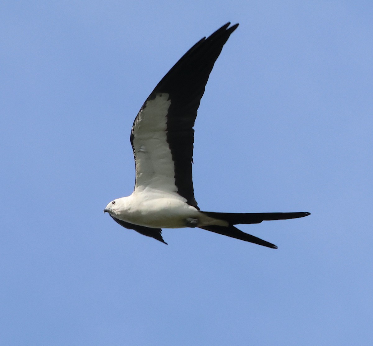 Swallow-tailed Kite - ML619956253