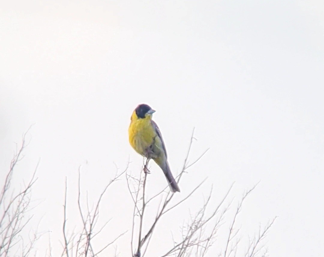 Black-headed Bunting - ML619956269