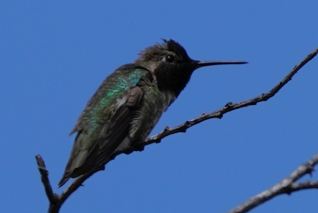 Anna's Hummingbird - ML619956272