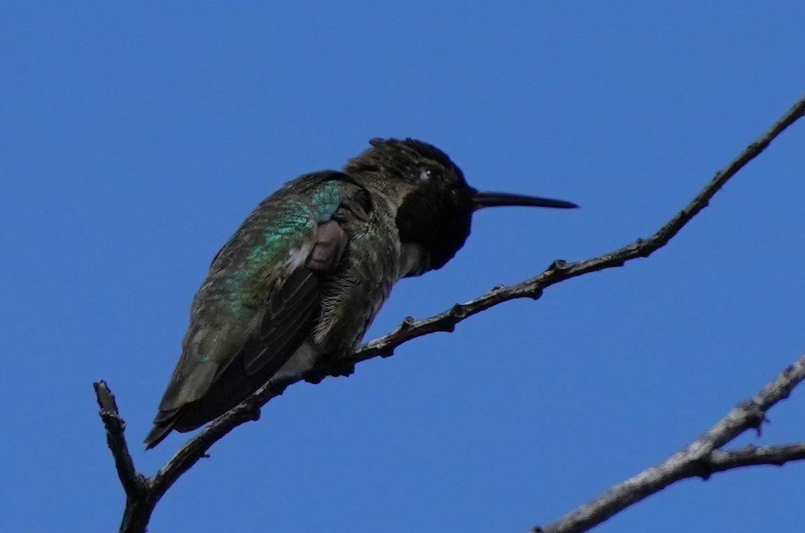 Anna's Hummingbird - ML619956273