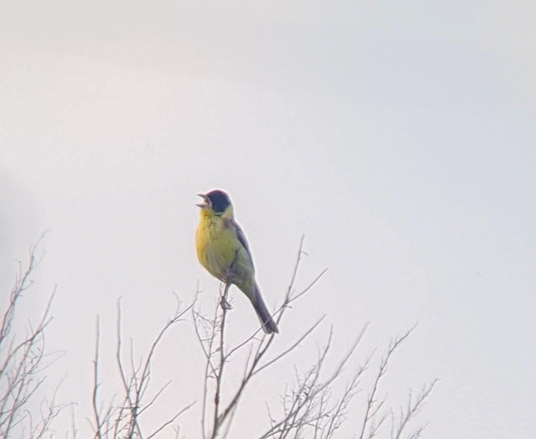 Black-headed Bunting - ML619956276