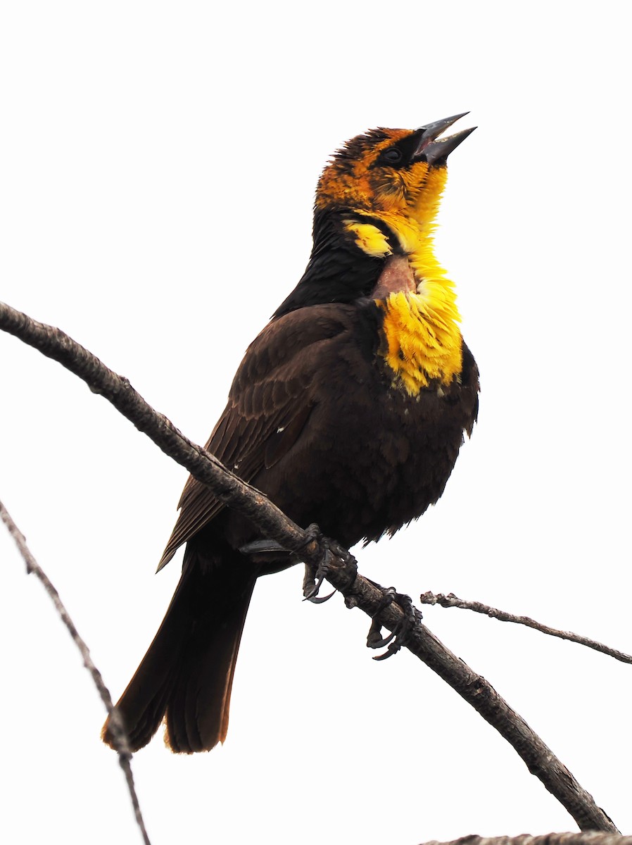 Yellow-headed Blackbird - ML619956286