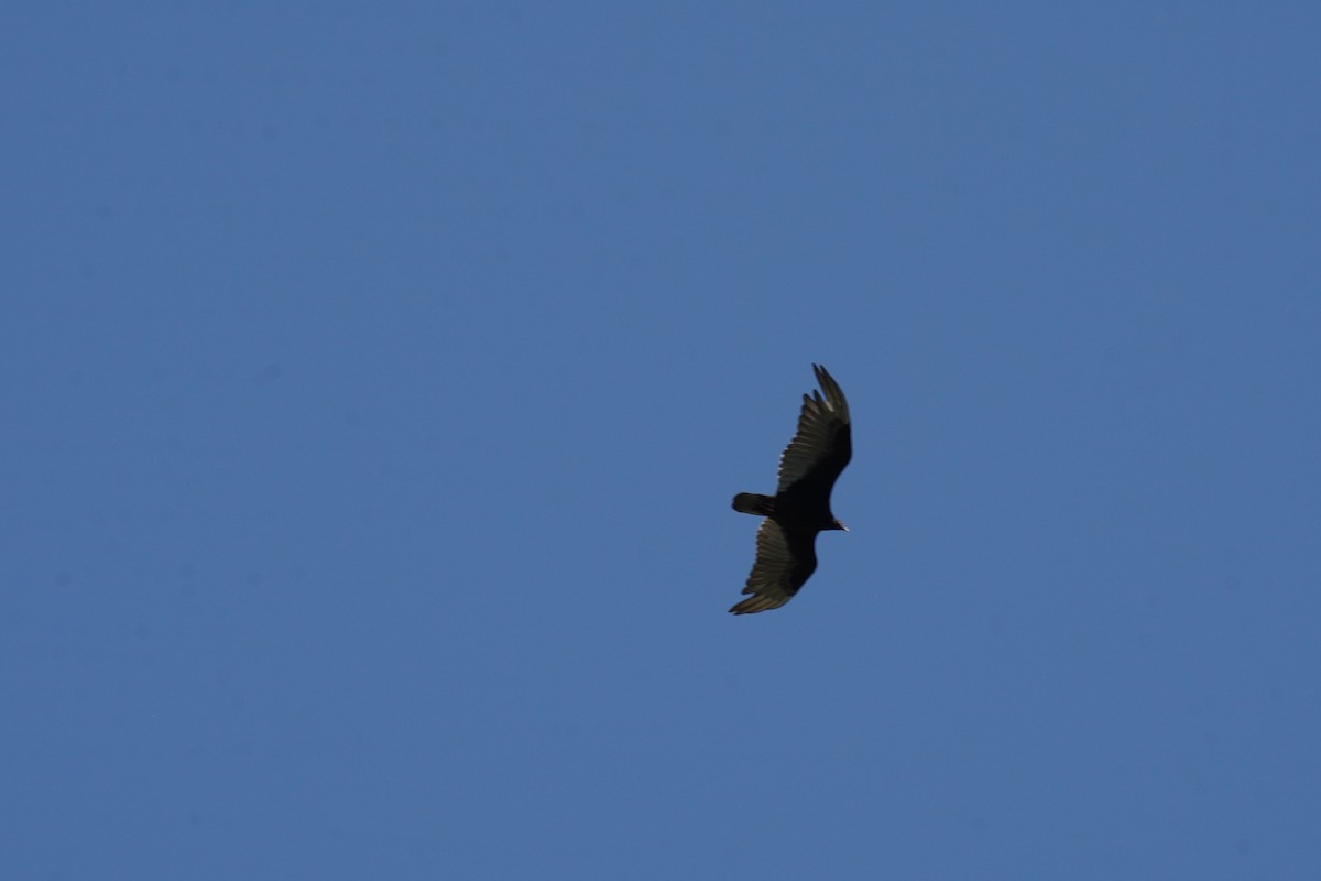 Turkey Vulture - ML619956289