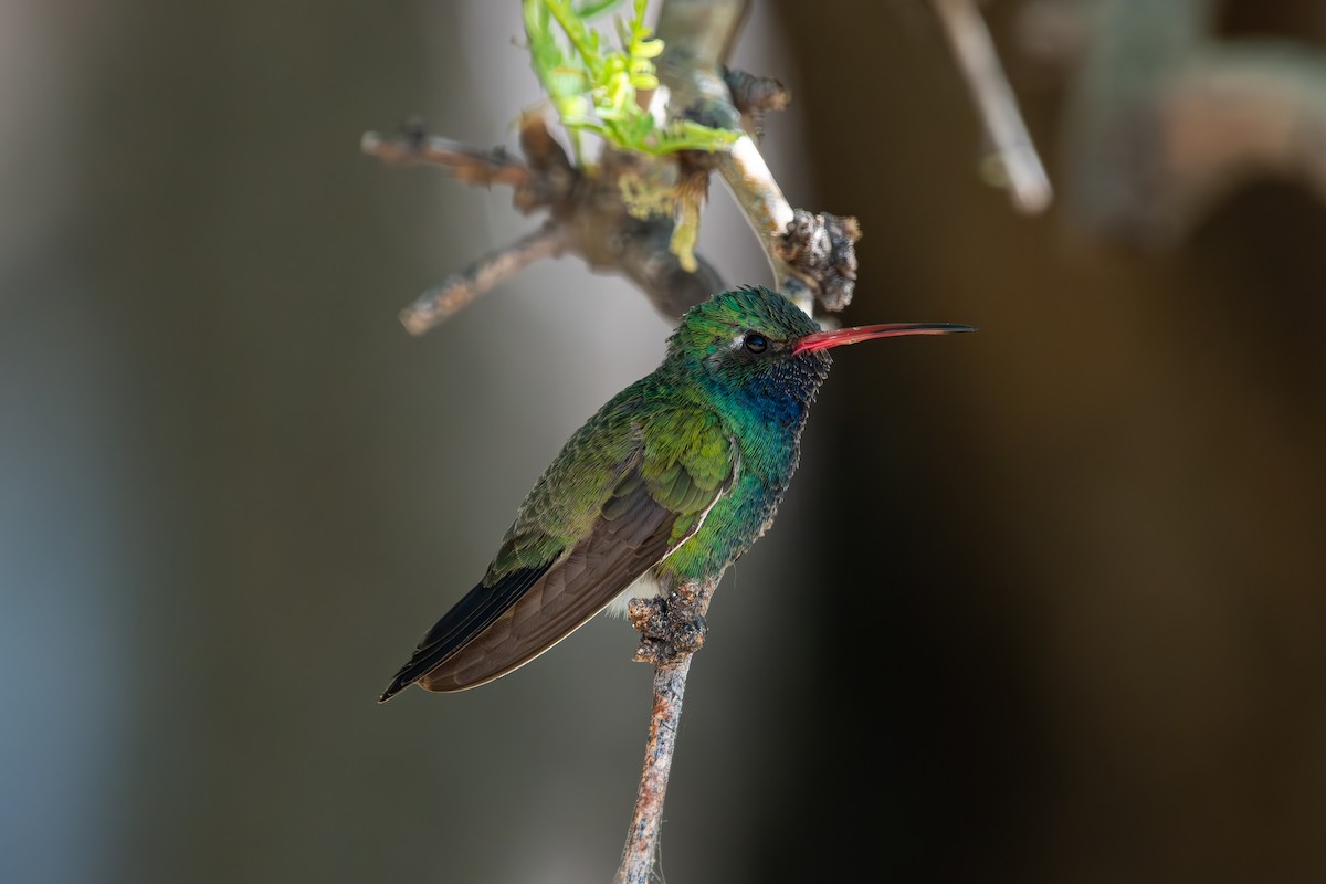 Broad-billed Hummingbird - ML619956309