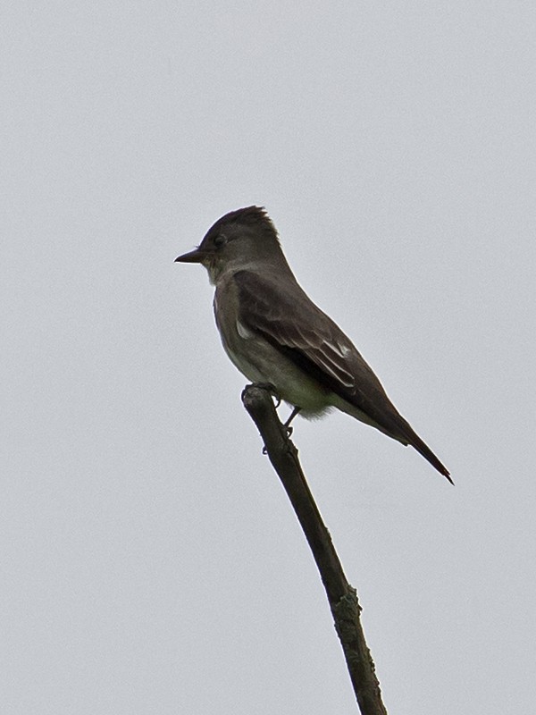 Olive-sided Flycatcher - ML619956312