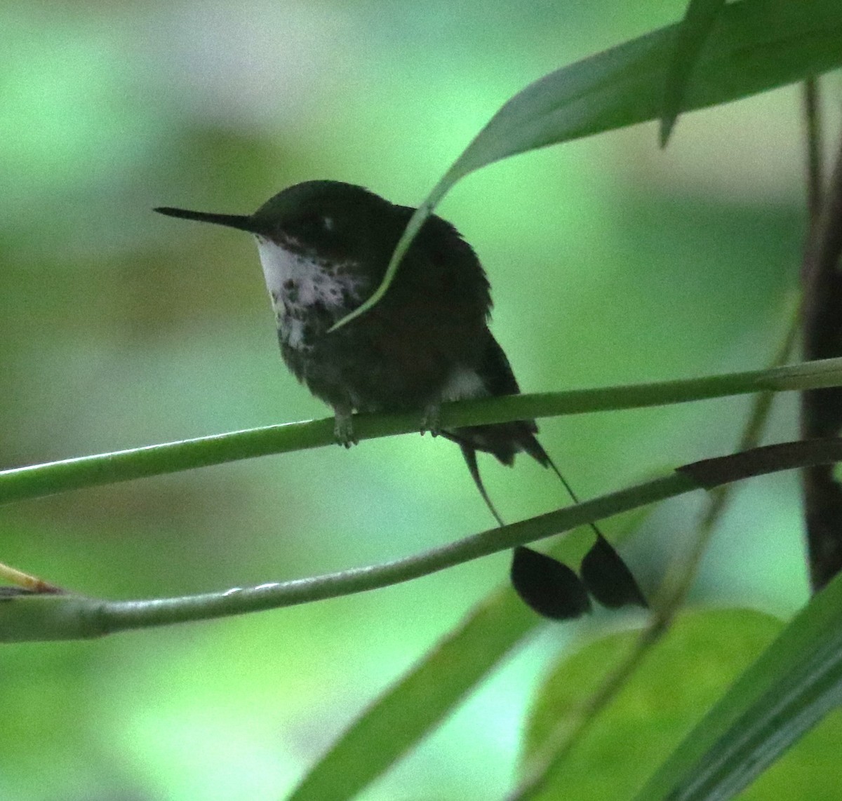 White-booted Racket-tail - ML619956313