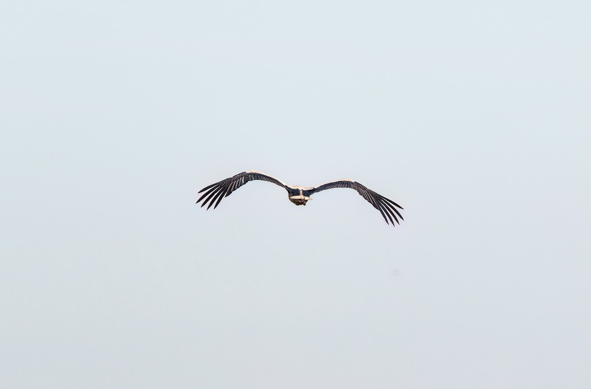White Stork - ML619956316