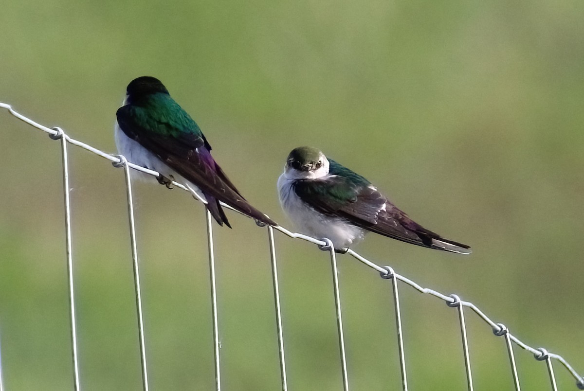 Violet-green Swallow - ML619956318
