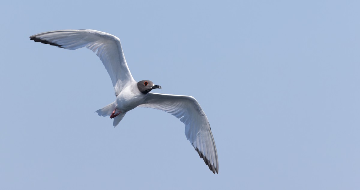 Swallow-tailed Gull - ML619956334