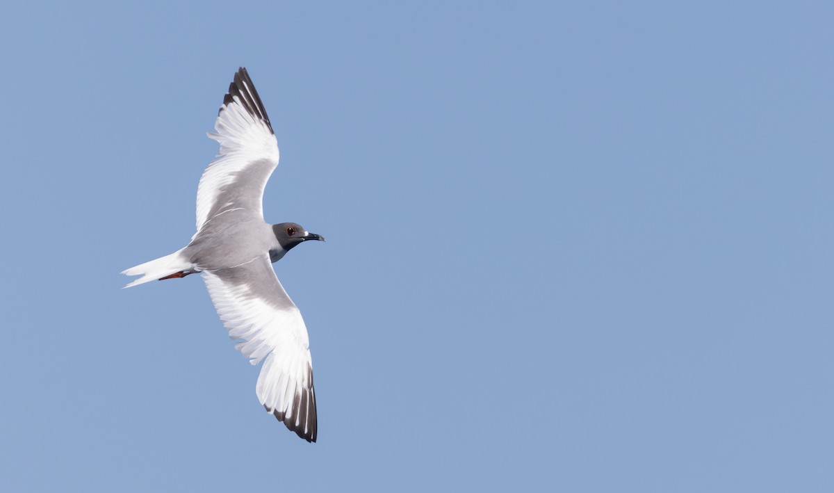Swallow-tailed Gull - Luke Seitz