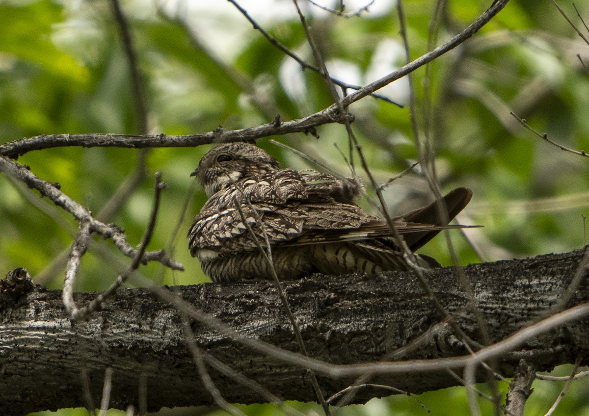 Lesser Nighthawk - ML619956340