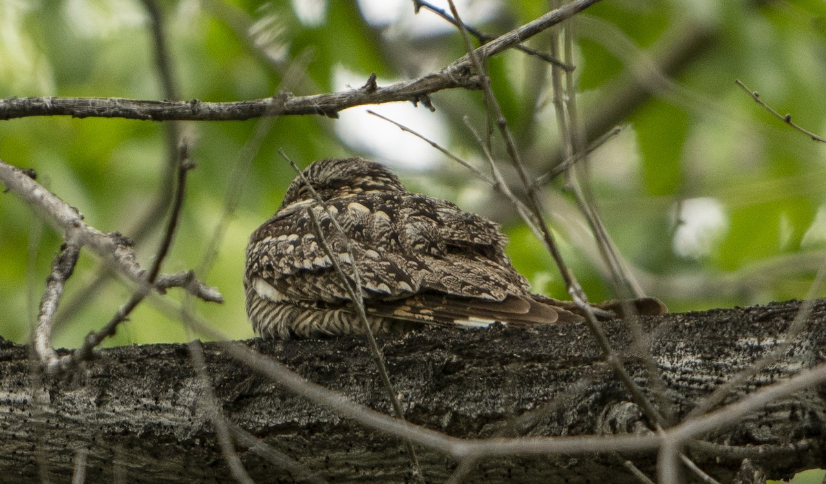 Lesser Nighthawk - ML619956342