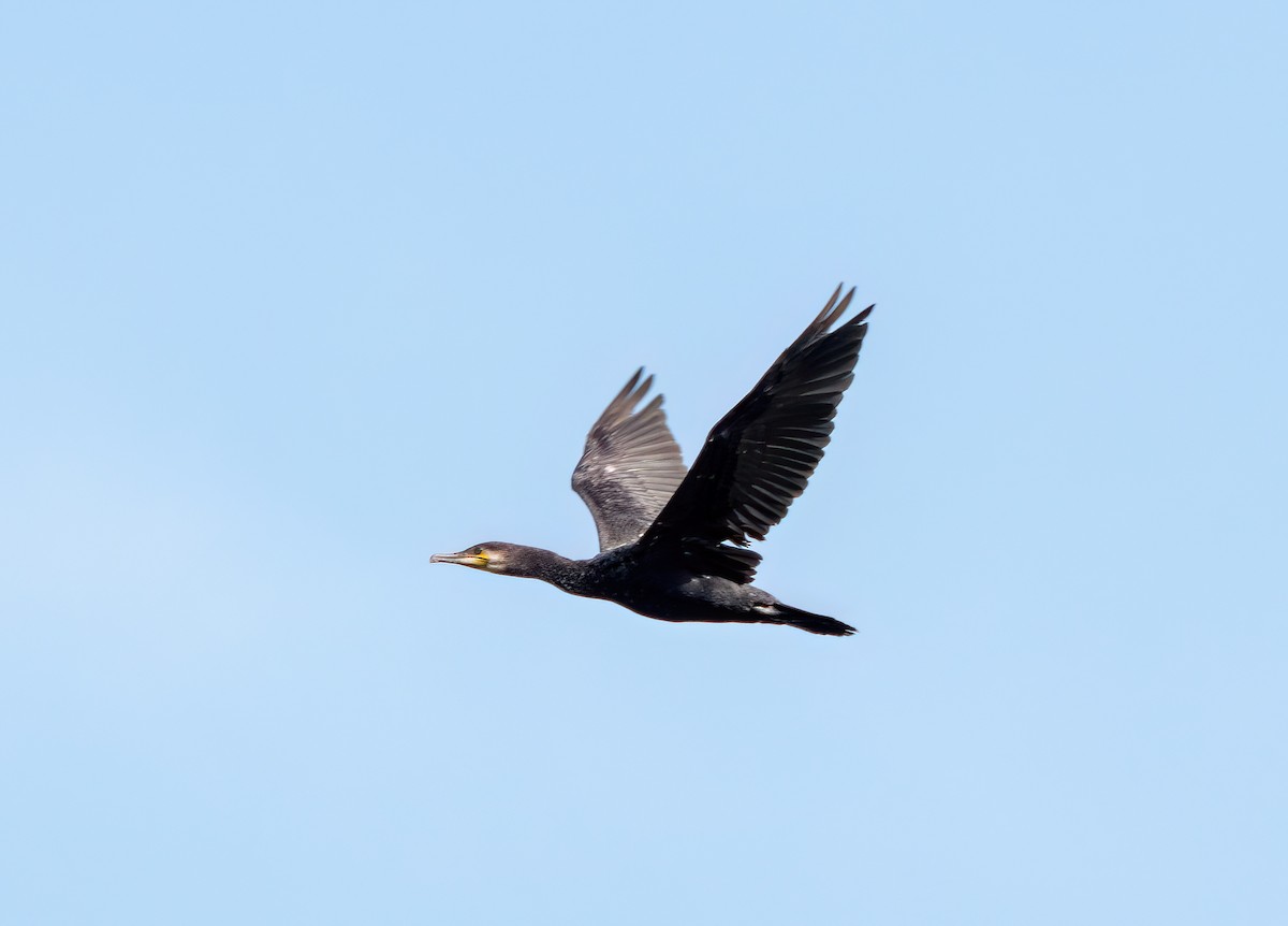 Great Cormorant - ML619956343