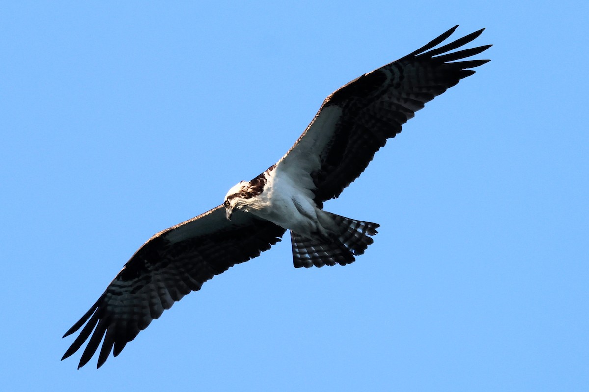 Osprey - ML619956348