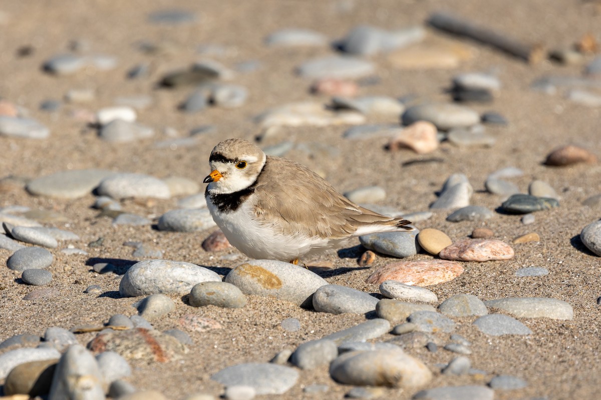 Piping Plover - ML619956350