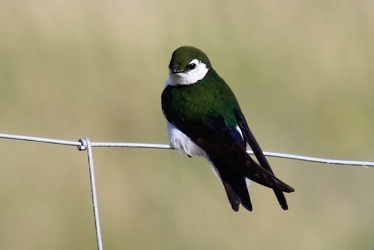 Violet-green Swallow - ML619956382