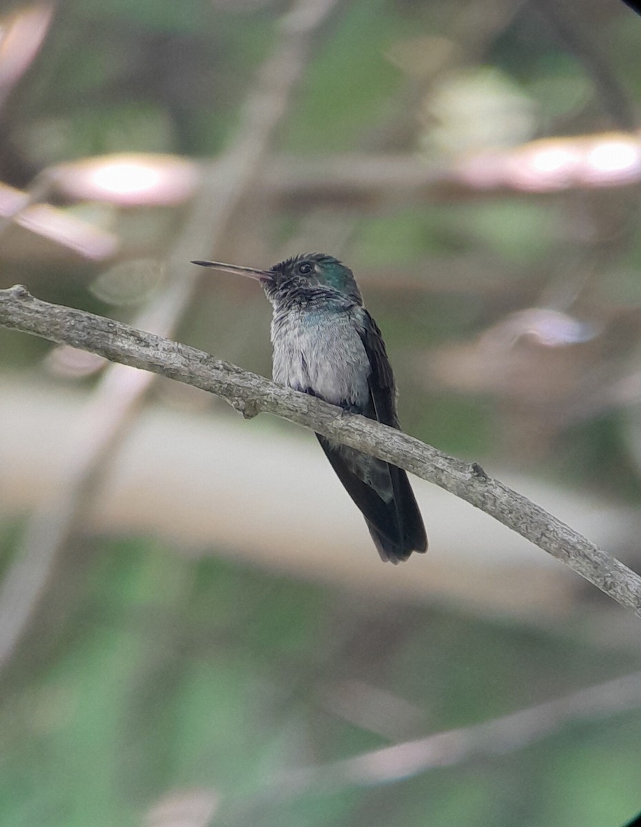 Blue-chested Hummingbird - ML619956409