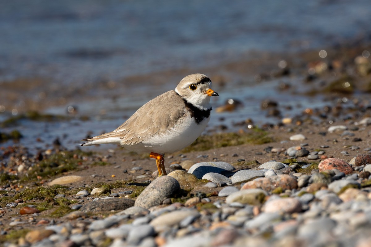 Piping Plover - ML619956422