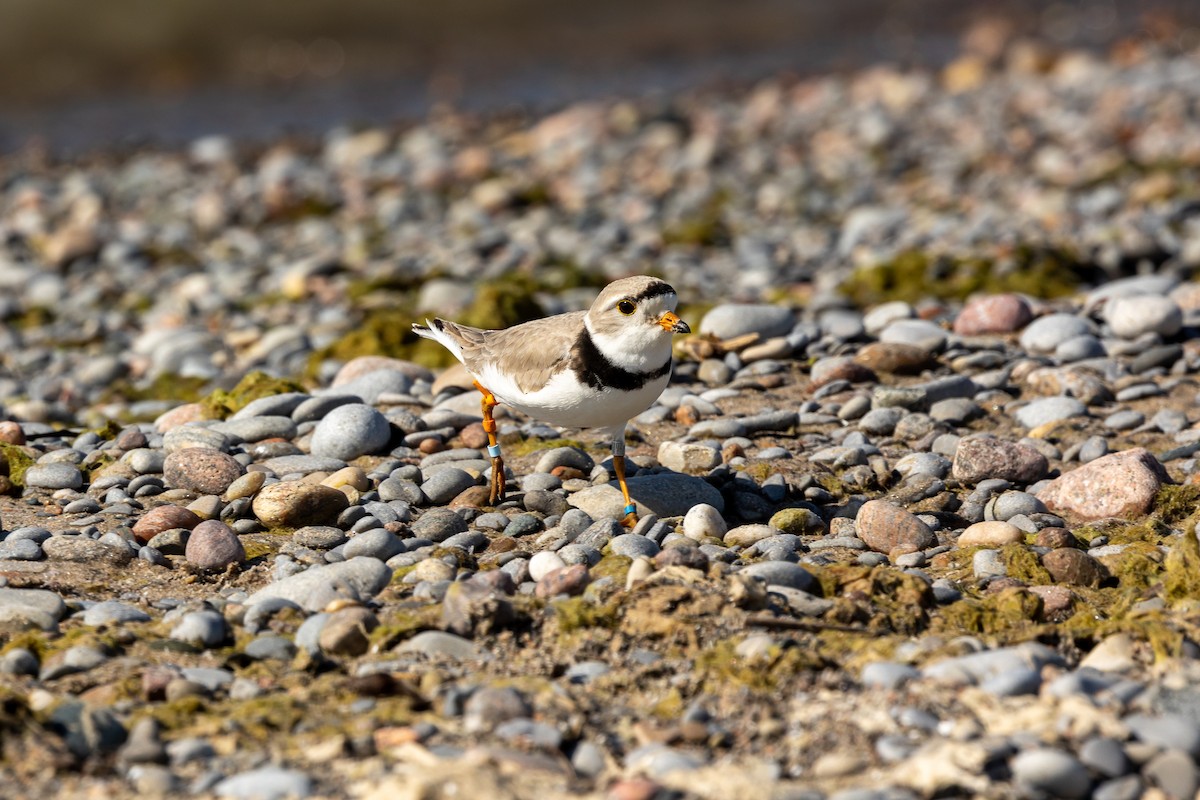 Piping Plover - ML619956424
