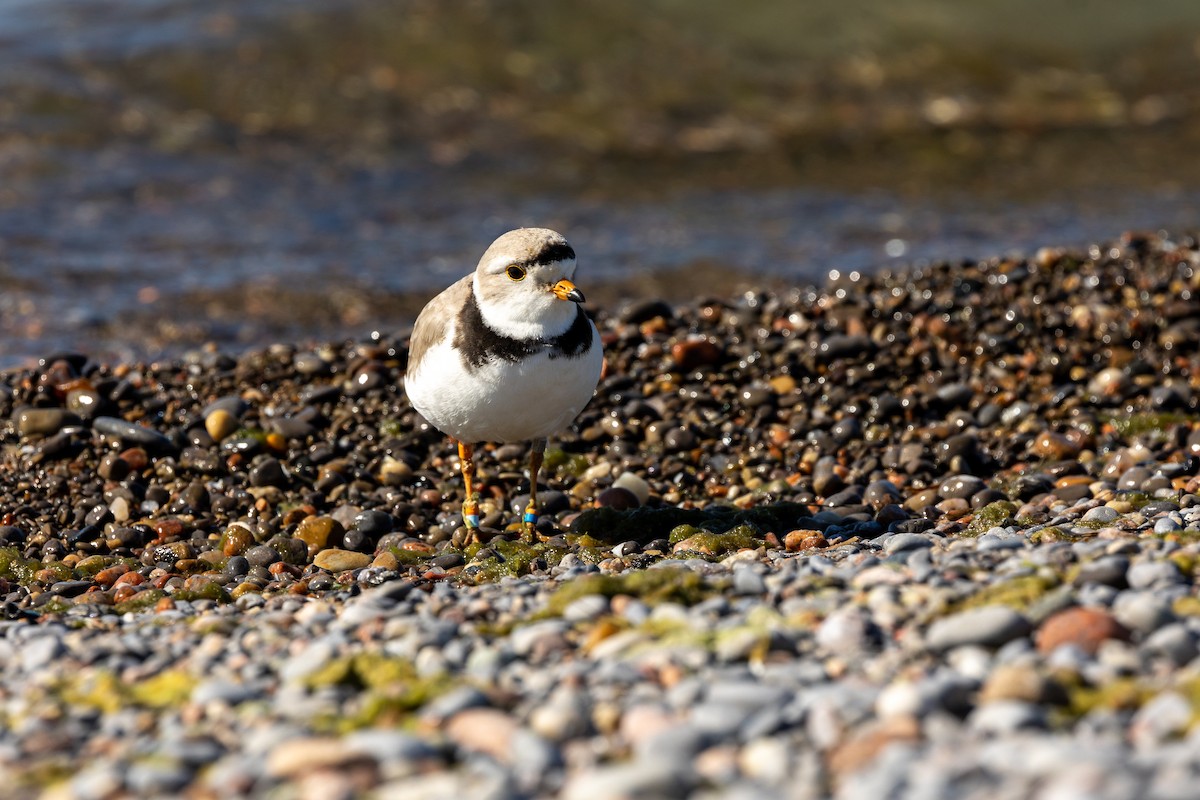 Piping Plover - ML619956428