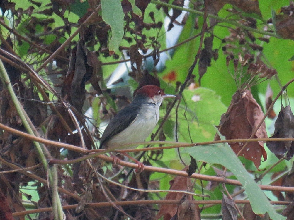Rufous-tailed Tailorbird - ML619956432
