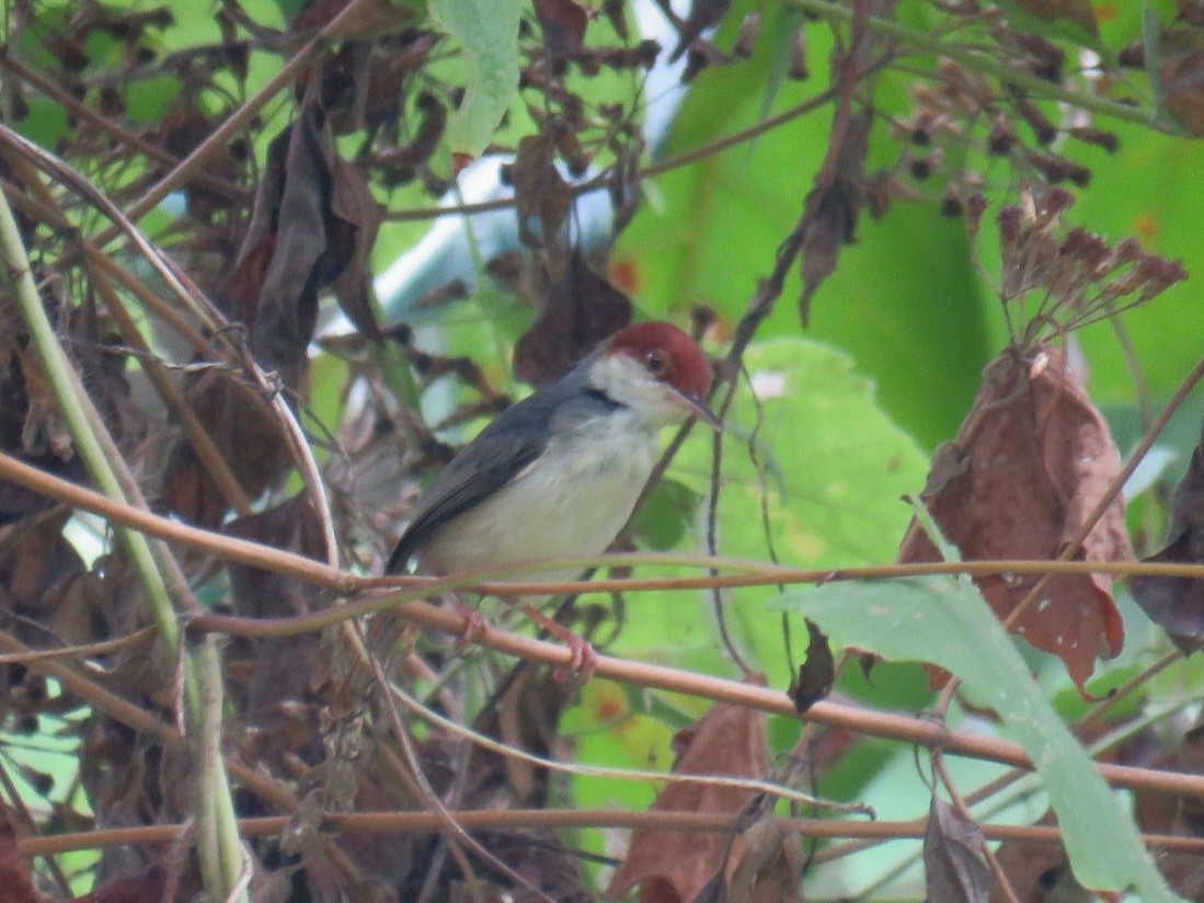 Rufous-tailed Tailorbird - ML619956433