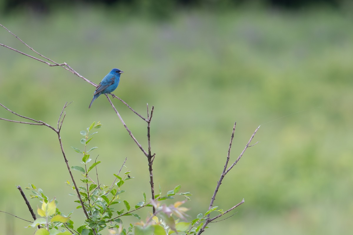 Passerin indigo - ML619956439