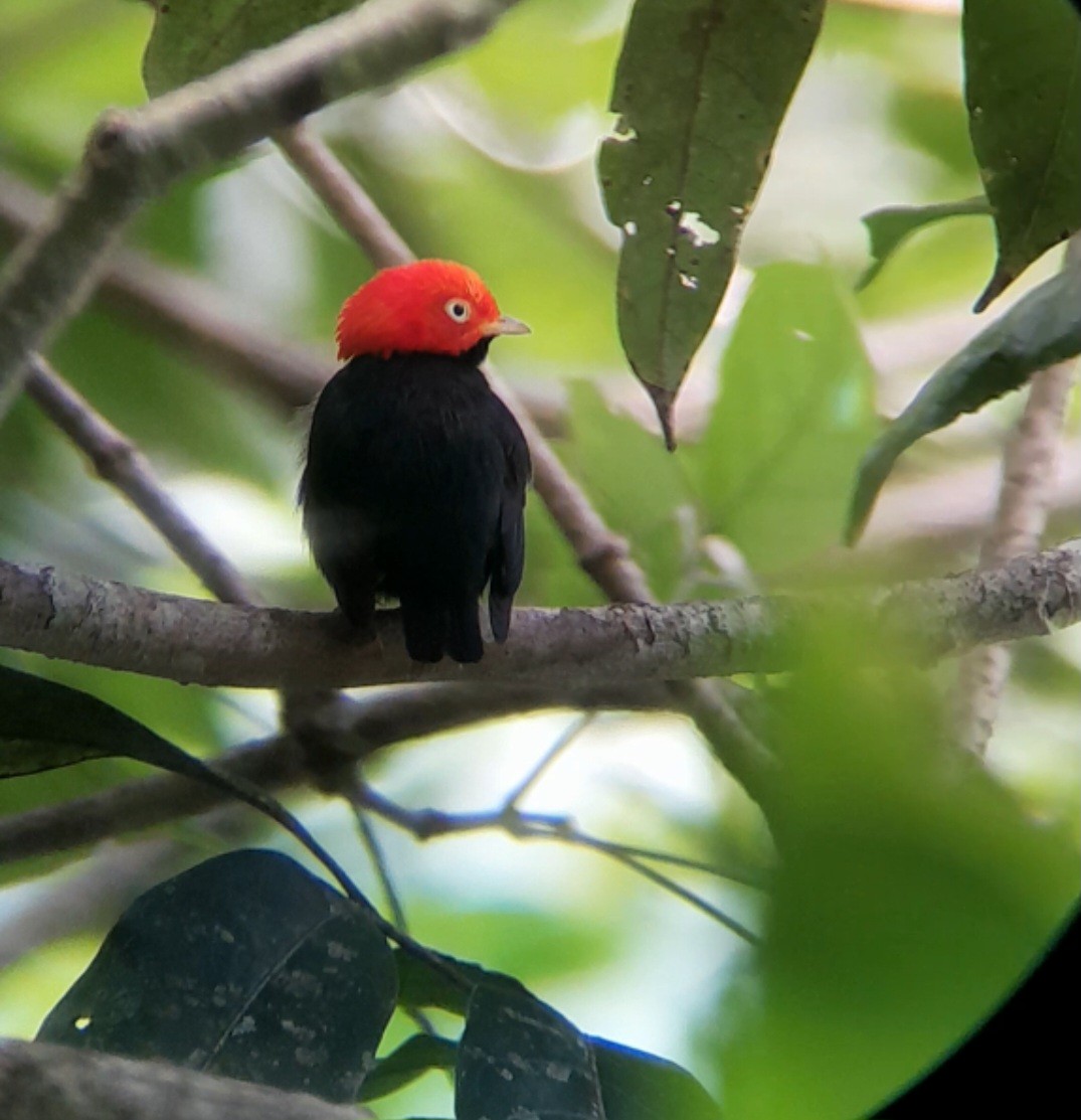 Red-capped Manakin - ML619956440