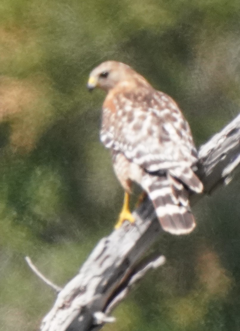 Red-shouldered Hawk - ML619956458