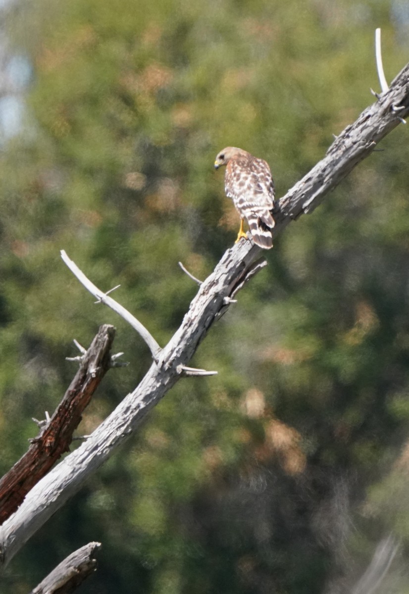 Red-shouldered Hawk - ML619956459