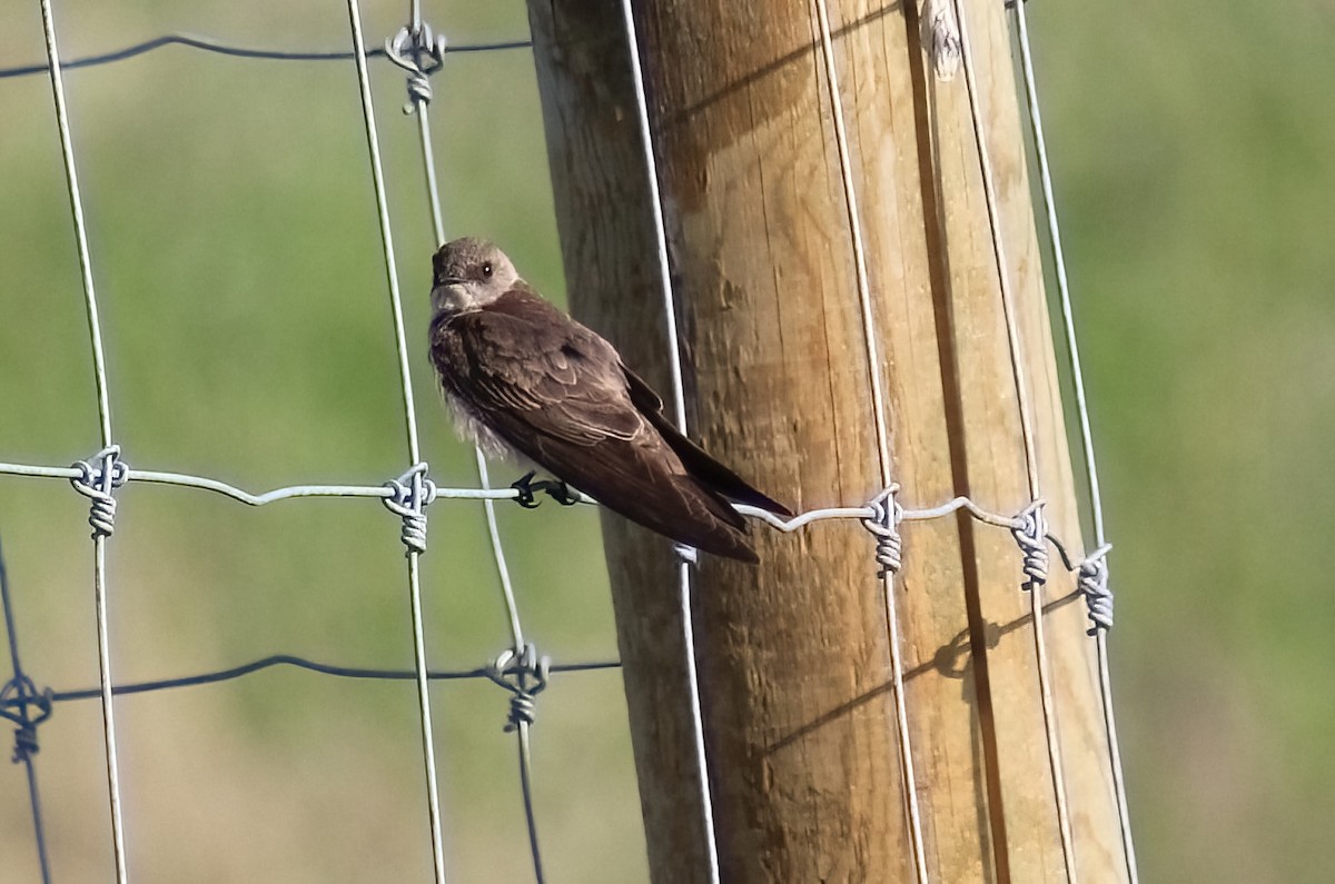 Northern Rough-winged Swallow - ML619956485