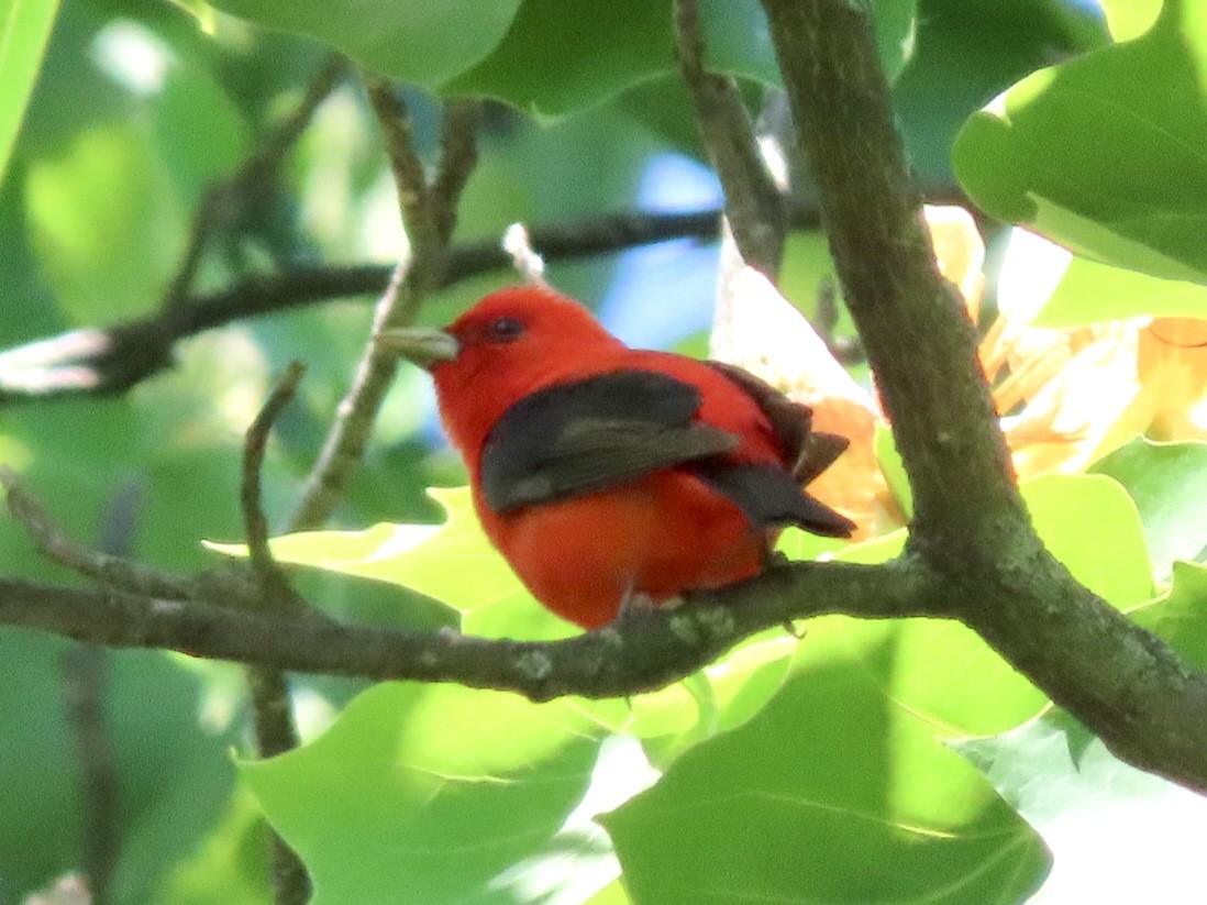 Scarlet Tanager - ML619956514