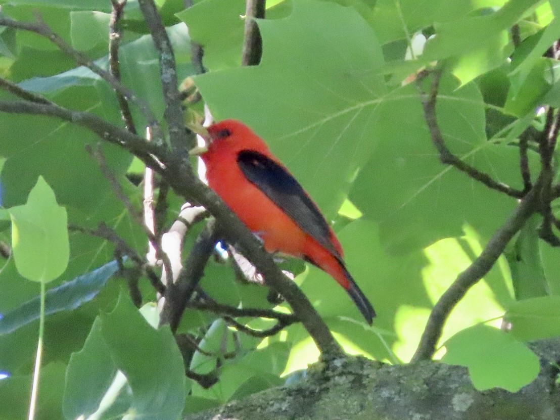 Scarlet Tanager - ML619956515