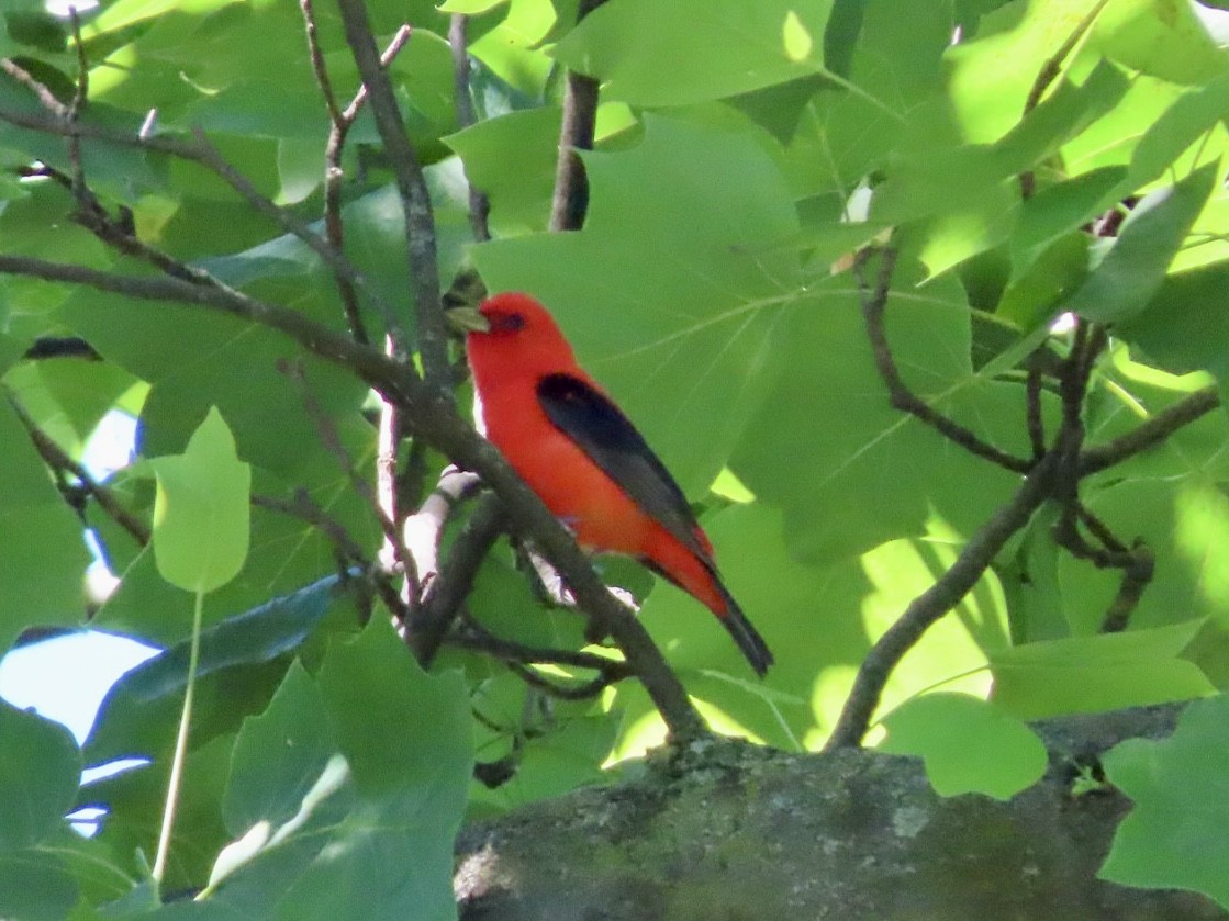 Scarlet Tanager - ML619956516