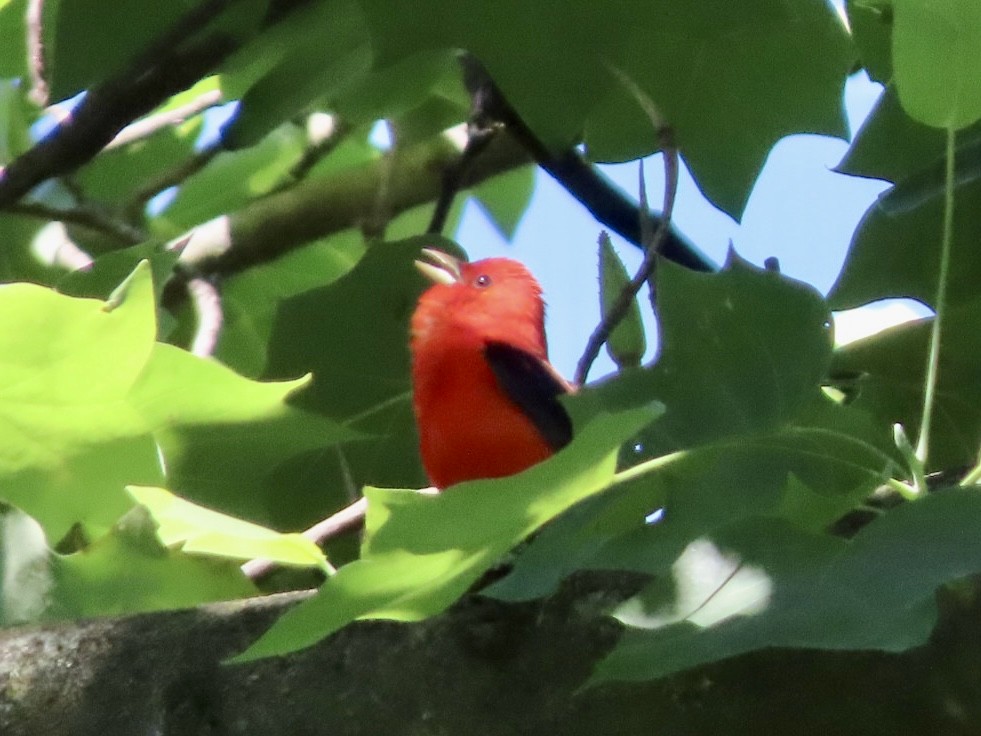 Scarlet Tanager - ML619956517