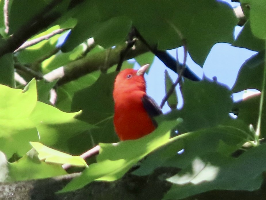 Scarlet Tanager - ML619956518