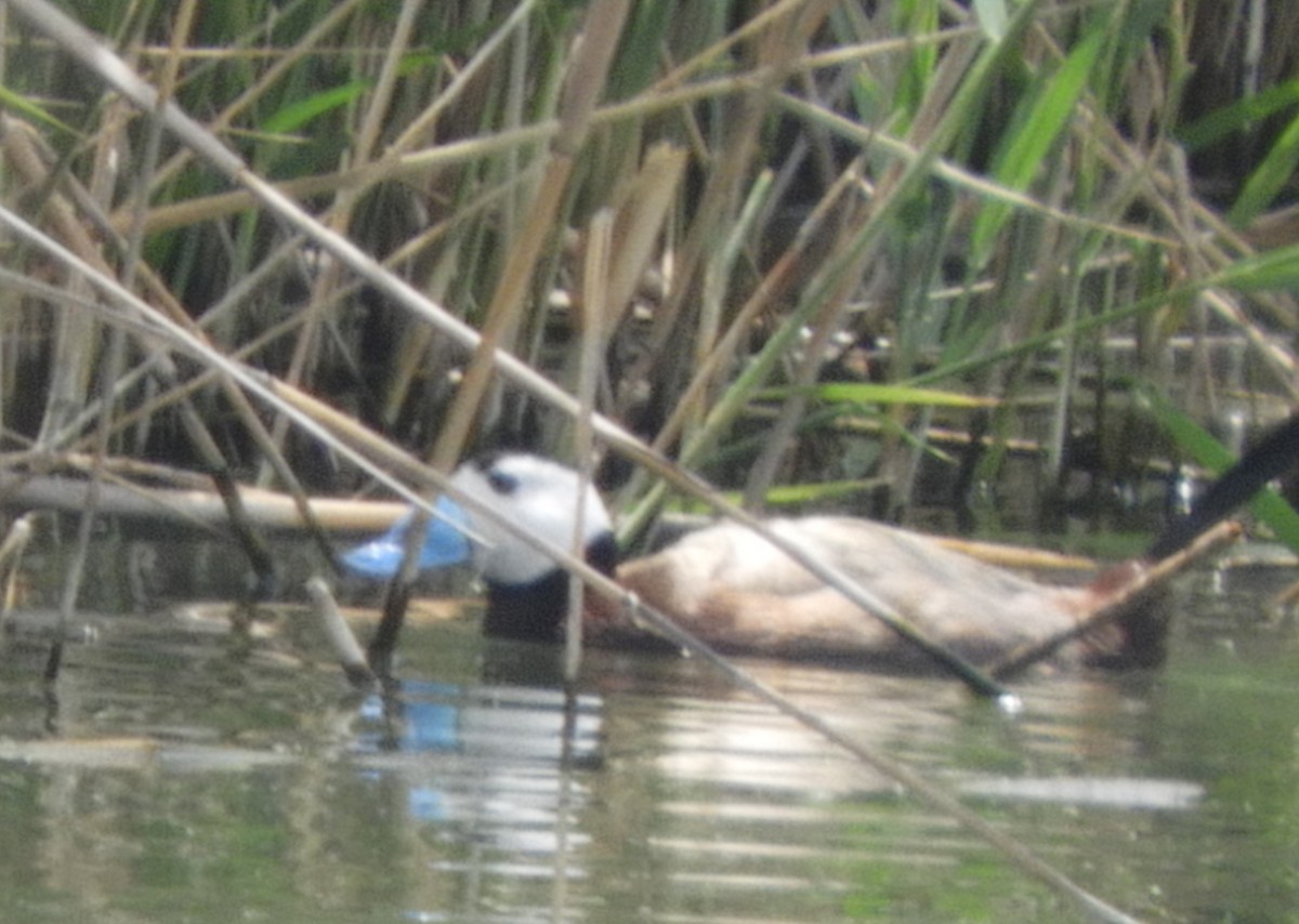 White-headed Duck - ML619956572