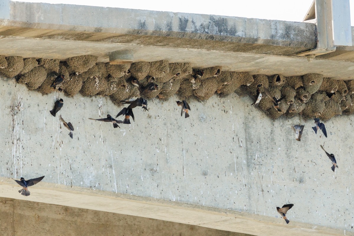 Cliff Swallow - ML619956583