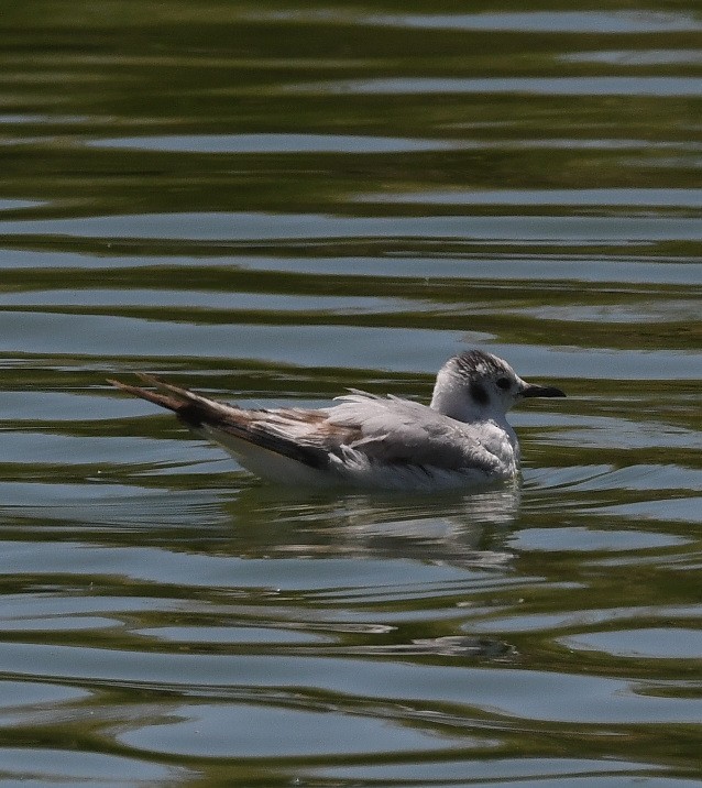 Bonaparte's Gull - ML619956598