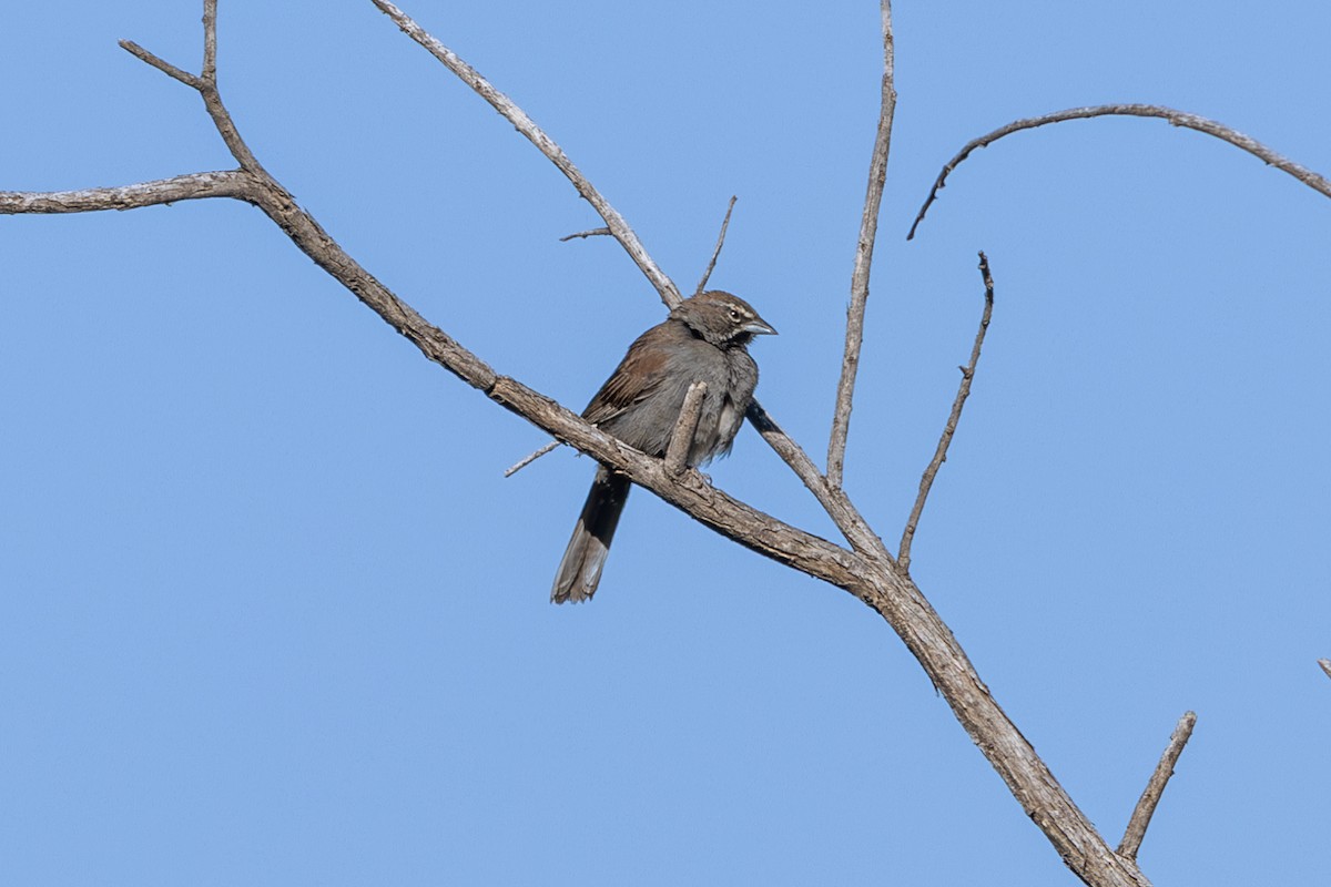Five-striped Sparrow - ML619956608