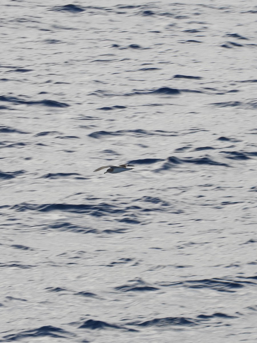 Cory's Shearwater - ML619956610