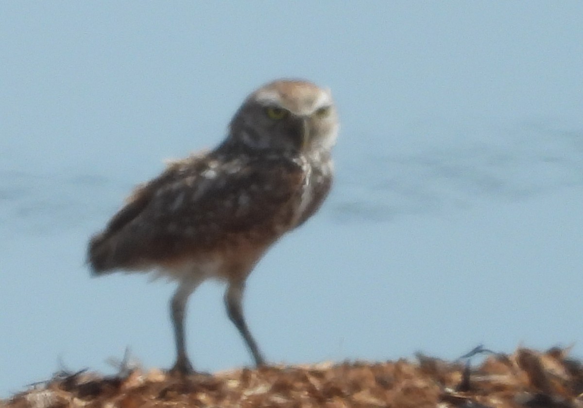 Burrowing Owl (Florida) - ML619956623