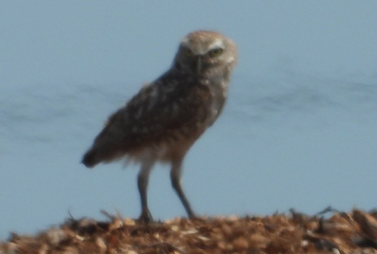 Burrowing Owl (Florida) - ML619956624