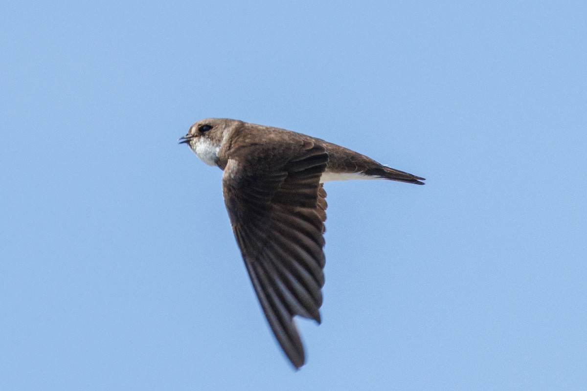 Bank Swallow - Samuel Schmidt