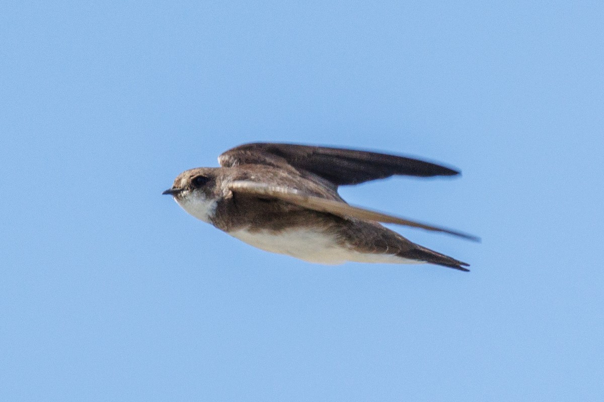 Bank Swallow - ML619956627