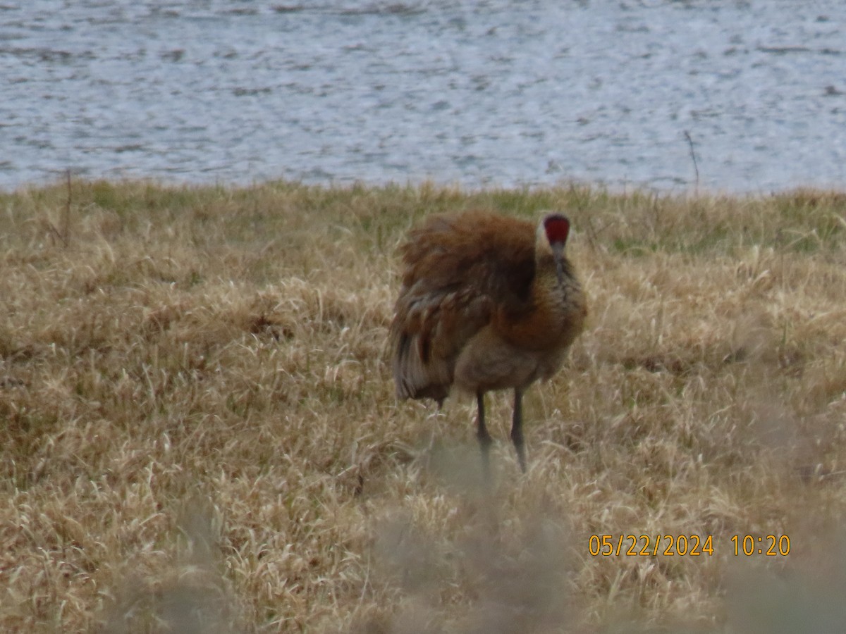 Sandhill Crane - ML619956647