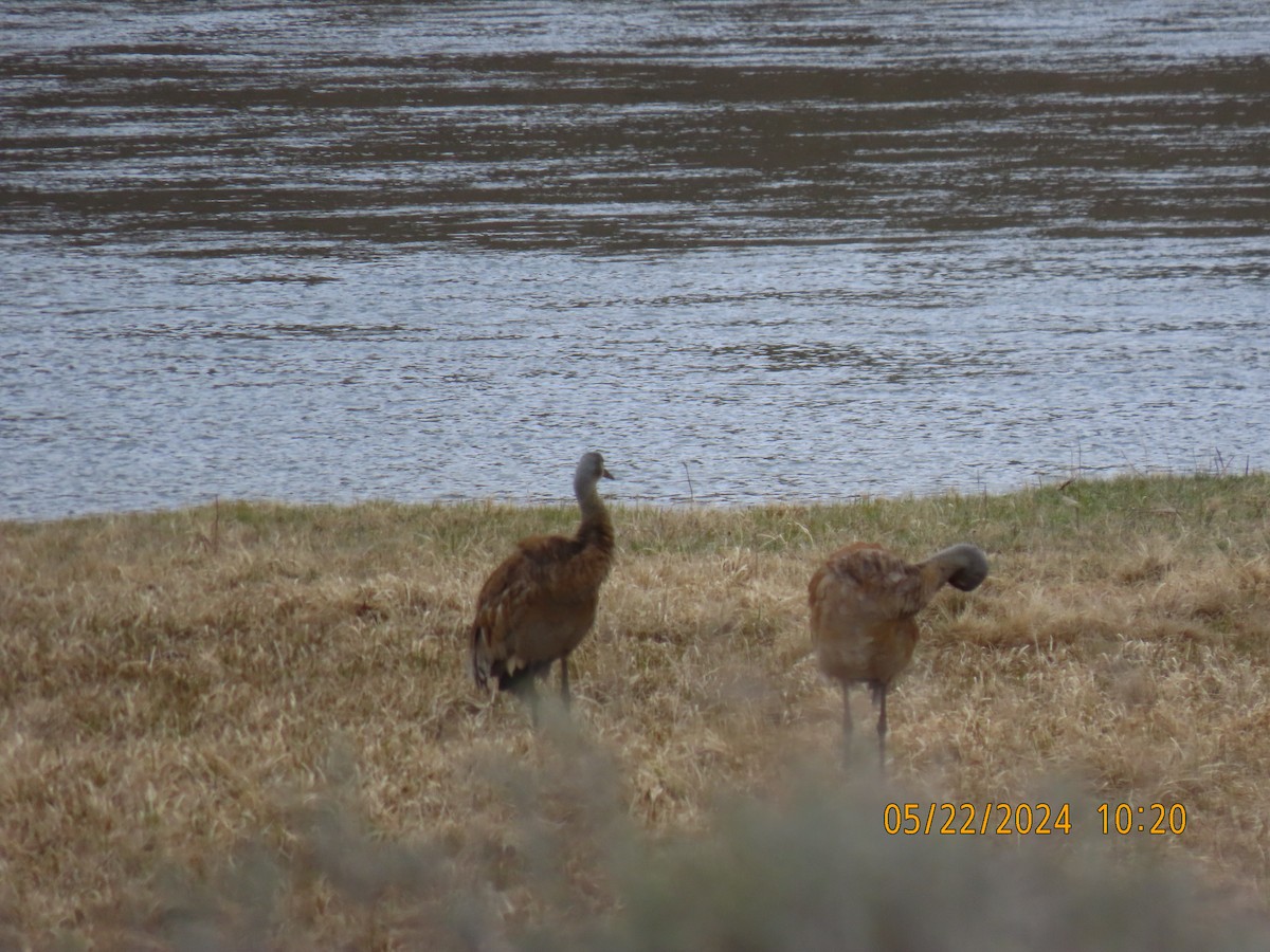 Sandhill Crane - ML619956650