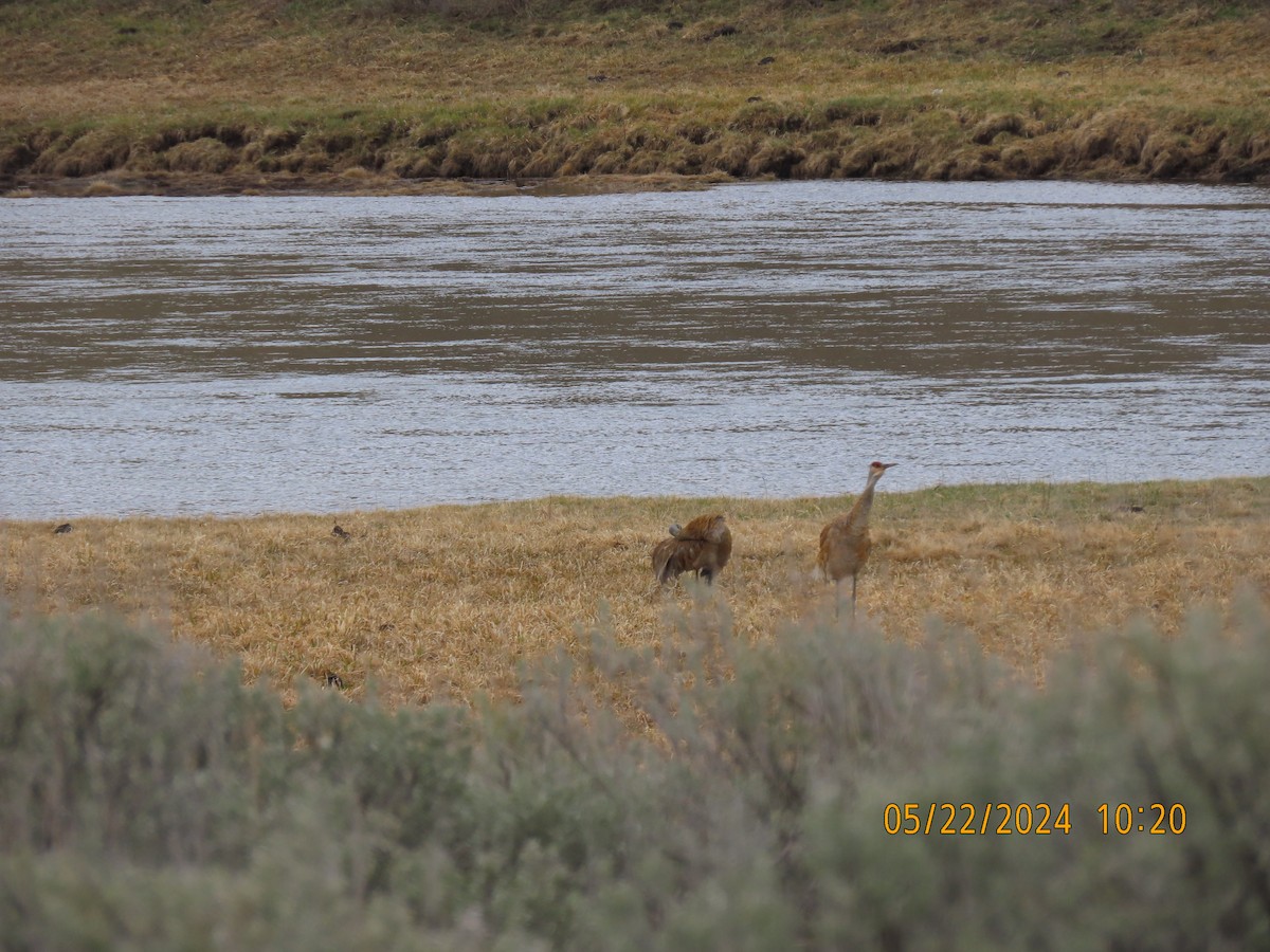 Grulla Canadiense - ML619956651