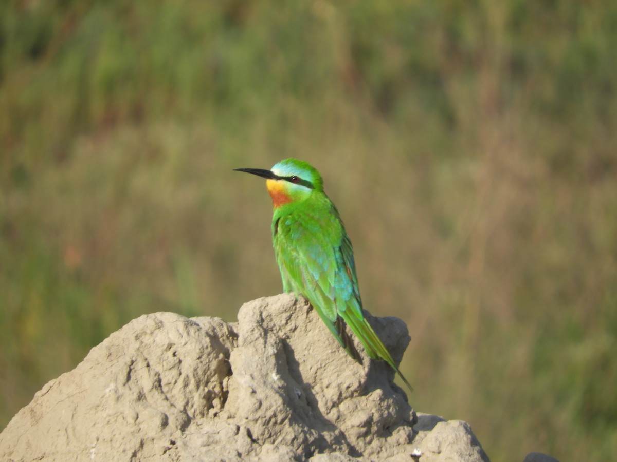 Blue-cheeked Bee-eater - ML619956654